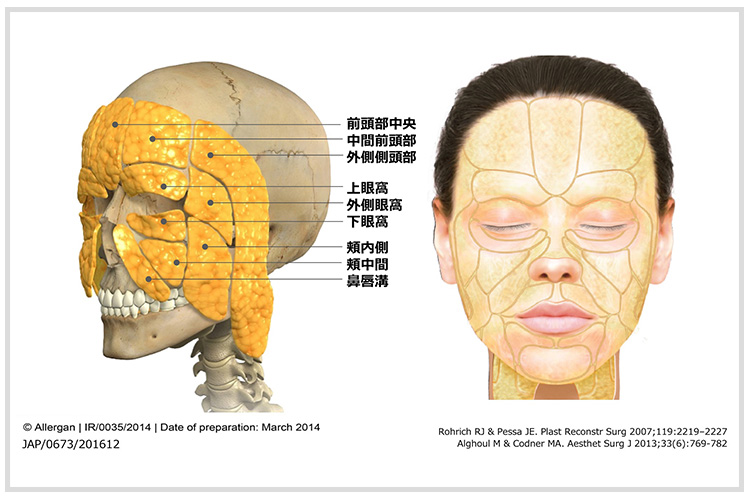 顔の筋肉のコンパートメント図