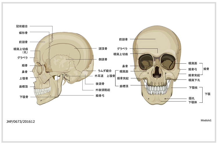頭蓋骨の構造図